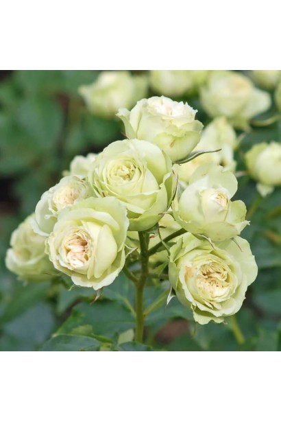 Троянда флорібунда Лавлі Грін